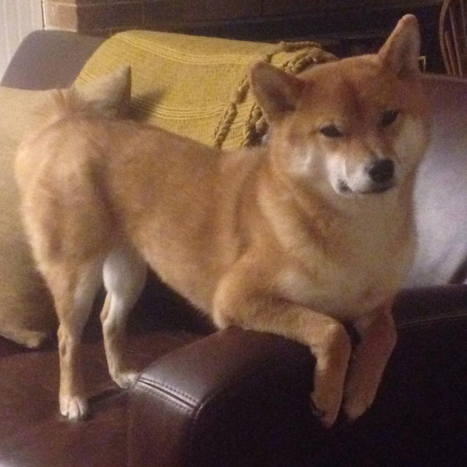 凿穿黑夜,约基奇40+三双改写西决生死战的巨人神话