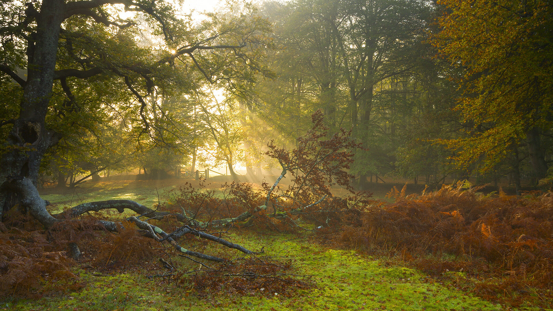 唯一性的绽放，克瓦拉茨赫利亚的爆发与洪都拉斯掀翻拜仁的奇迹