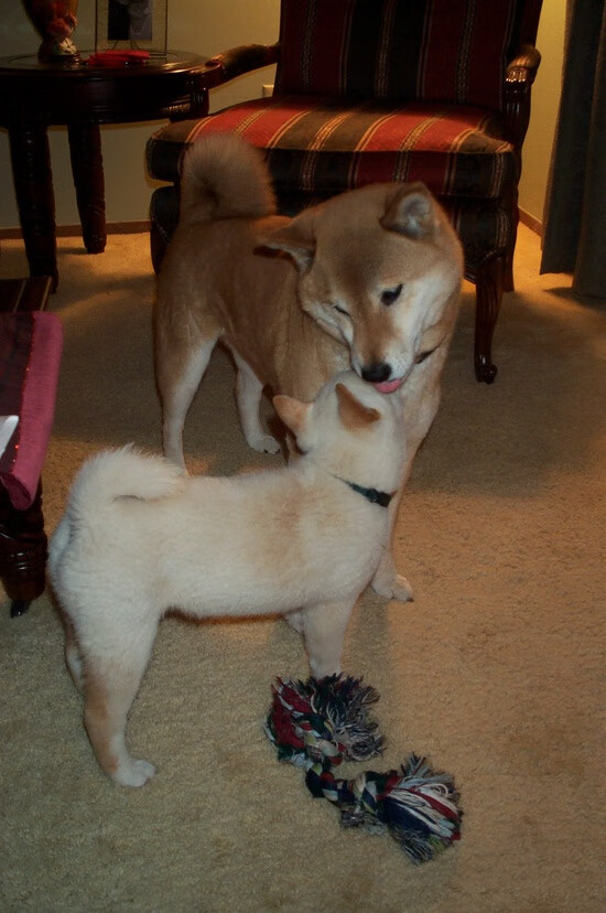 火鸟灼痕,拉梅洛燃尽天际,步行者淬火过关