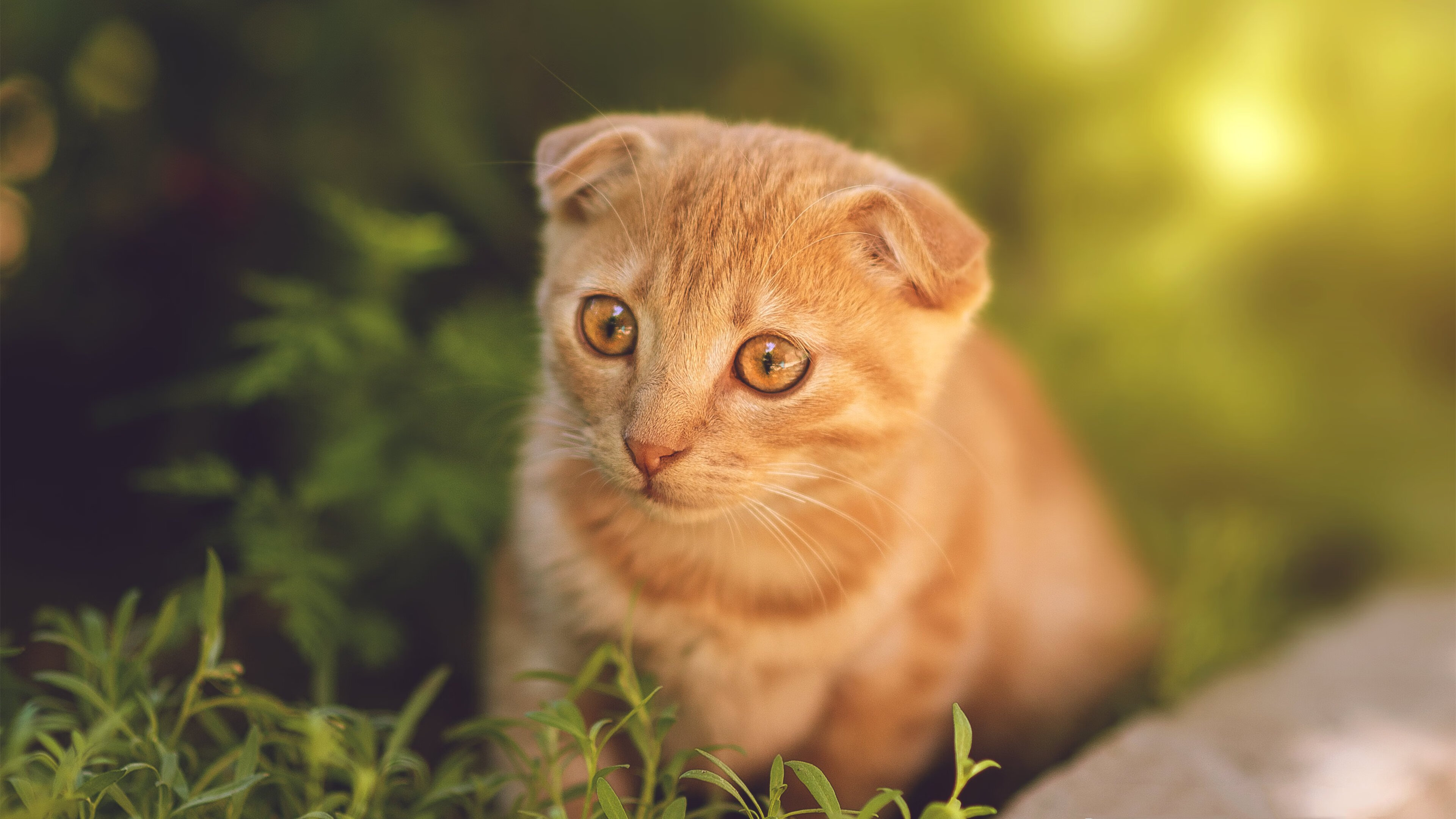 从绿茵场到街道赛道，阿什拉夫的双面速度传奇