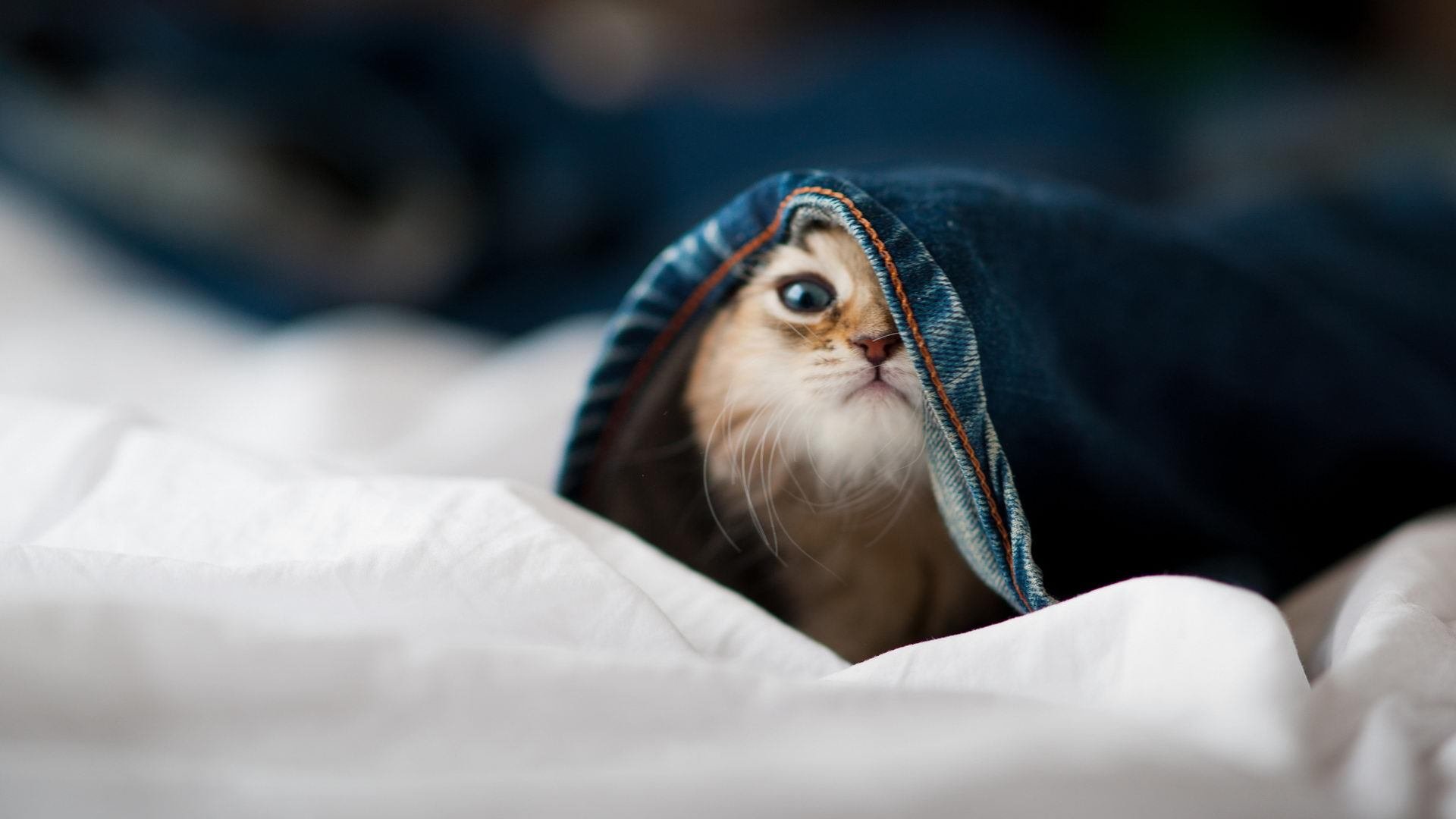 世纪斗酒,墨西哥龙舌兰如何靠范戴克掀翻中国白酒,重塑全球烈酒版图?