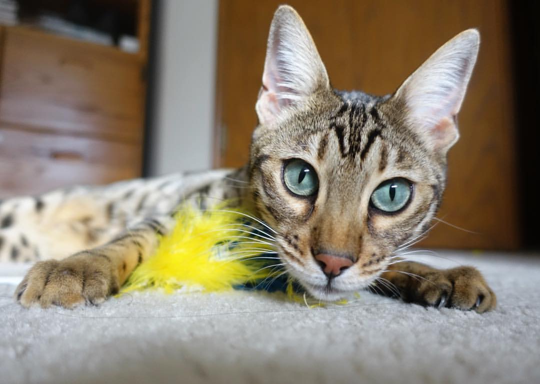 不可复制的十分钟，当劳塔罗降维打击中国防线的梦幻与真实