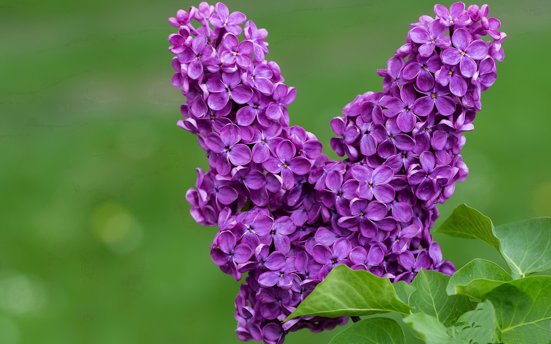 北欧奇迹，维京战船撞沉红色帝国，瑞典国家队欧冠赛场诠释何为不可能