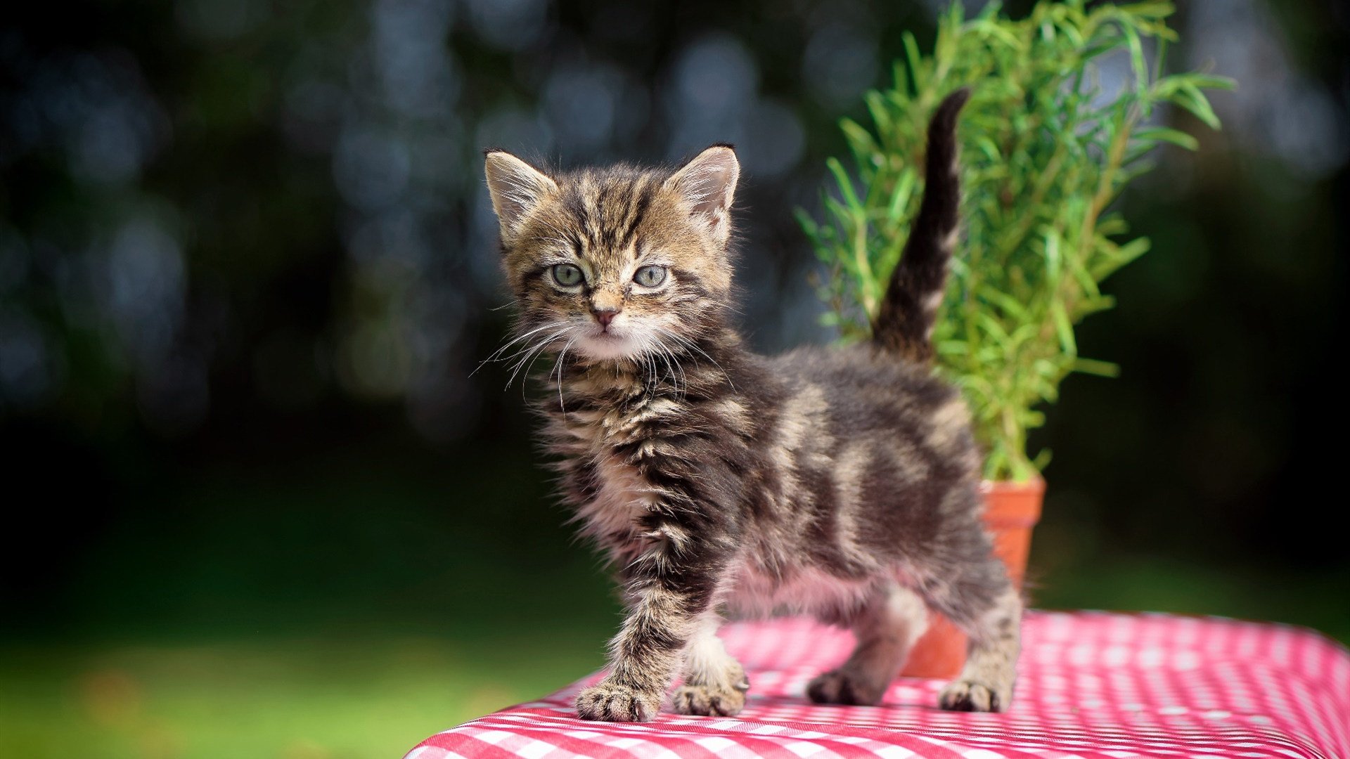 伊萨克梅开二度一锤定音,智利队战术博弈中淘汰皇家贝蒂斯