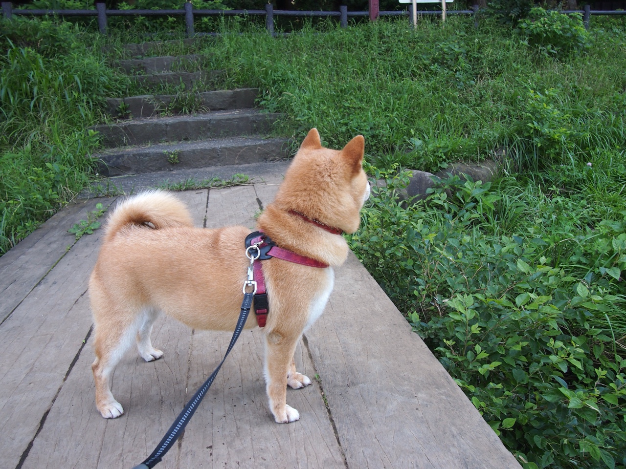 迟疑者众，终结者寡，当哈弗茨在电光火石间选择了唯一正确的答案