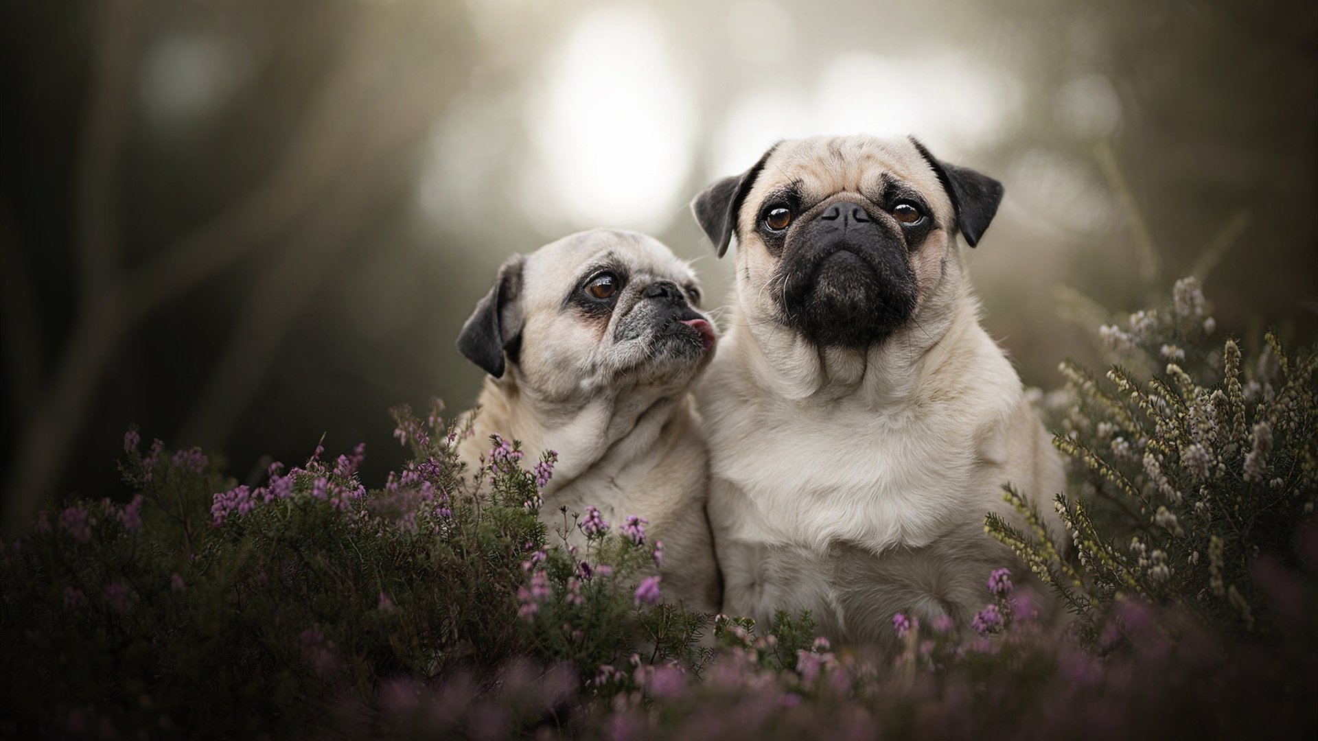 温布利的咏叹调,当罗德里在末节按下静音键